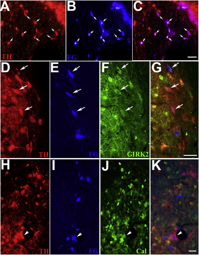 Figure 6