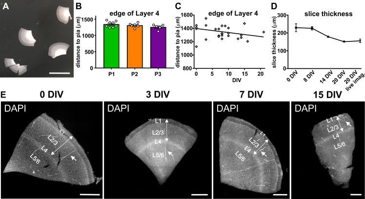 Figure 1—figure supplement 2.