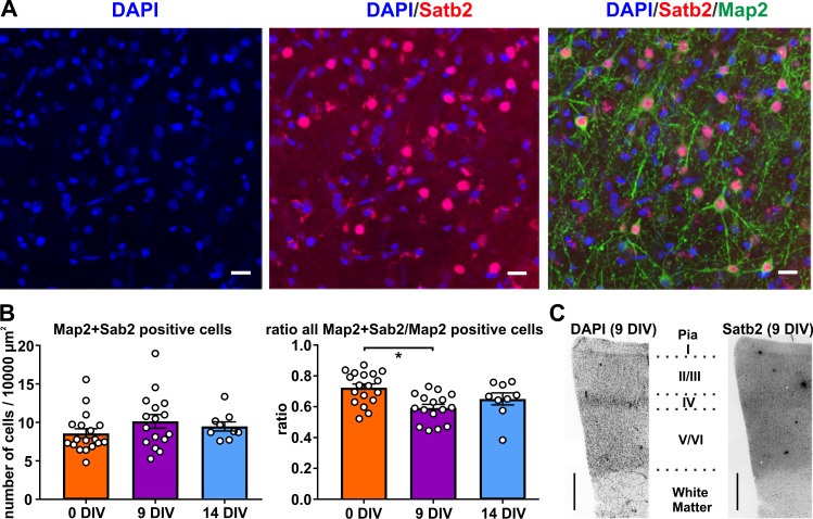 Figure 1—figure supplement 1.