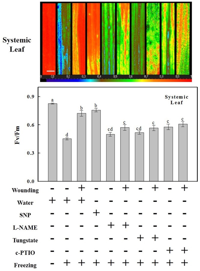 FIGURE 3