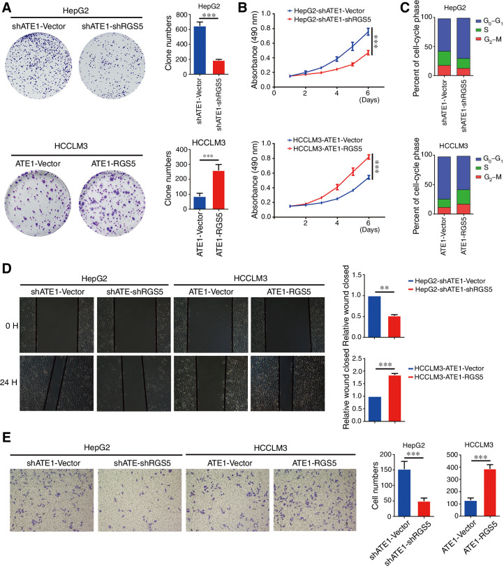 Figure 6. The effect of ATE1 on proliferation, migration, and invasion of liver cancer was reversed by RGS5 in vitro. A, Representative micrographs (left) and quantifications (right) of cell colonies in indicated liver cancer cell lines, as determined by colony formation assay. B, The proliferation ability of RGS5-intervened HepG2-shATE1 and HCCLM3-ATE1 cell lines was monitored by MTT assay. C, DNA-content staining based cell-cycle analysis in RGS5-intervened HepG2-shATE1 and HCCLM3-ATE1 cell lines. DNA was stained by Propidium iodide. Wound-healing assays (D) and transwell invasion assays (E) were subjected to detect the migration and invasion capacity of RGS5-intervened HepG2-shATE1 and HCCLM3-ATE1 cell lines (left). The histograms (right) of all images showed the statistical analysis. *, P < 0.05; **, P < 0.01; ***, P < 0.001 based on the Student t test. Error bars, SD.