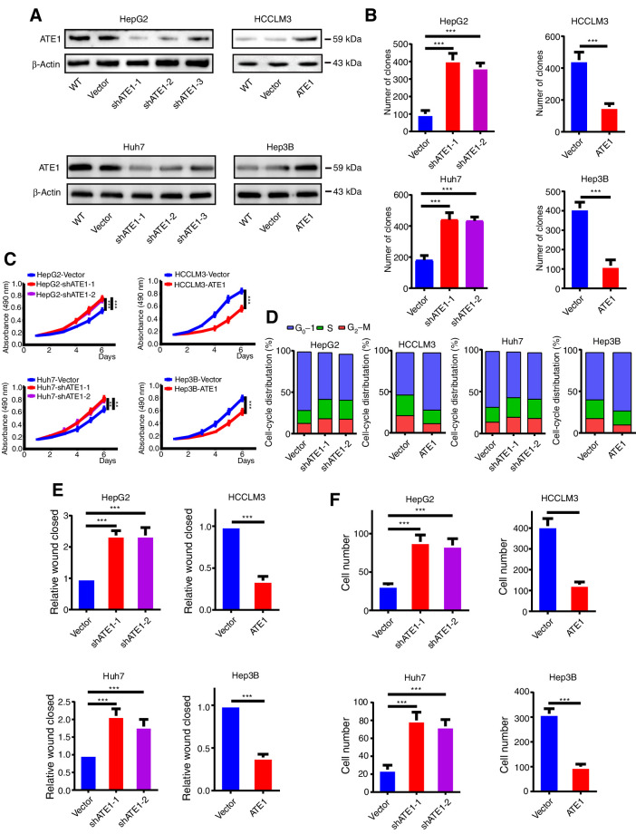 Figure 2. ATE1 inhibits the proliferation, migration, and invasion of liver cancer in vitro. A, HepG2 and Huh7 cell lines were infected by shATE1 lentivirus. HCCLM3 and Hep3B cell lines were infected by ATE1-overexpressing lentivirus, and the expression of ATE1 was determined by Western blot analysis, respectively. B, Quantifications of cell colonies in indicated liver cancer cell lines, as determined by colony formation assay. C, MTT analysis of the proliferation ability of HepG2, Huh7, HCCLM3, and Hep3B transfectants. D, DNA-content staining–based cell-cycle analysis in HepG2, Huh7, HCCLM3, Hep3B, and their ATE1-intervened cell lines. DNA was stained by propidium iodide. Wound-healing assays (E) and transwell invasion assays (F) were subjected to detect the migration and invasion capacity of ATE1-interfered cell lines. The histograms showed the statistical analysis. *, P < 0.05; **, P < 0.01; ***, P < 0.001 based on the Student t test. Error bars, SD.