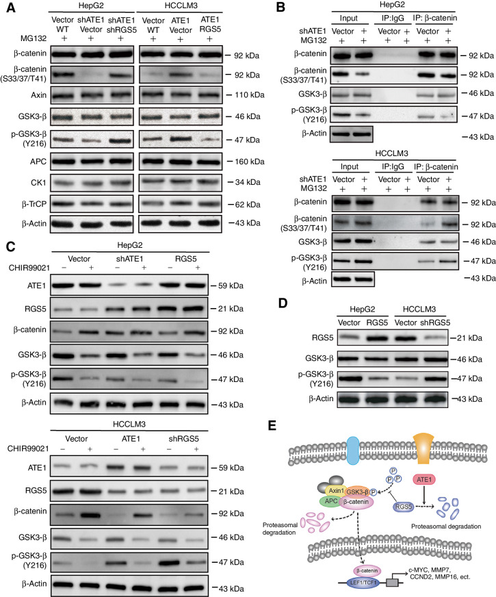 Figure 7. RGS5 reduces the phosphorylation of β-catenin through GS3K-β. A, HepG2, HCCLM3, and their lentivirus-infected cells were treated with proteasome inhibitor MG132 for 6 hours. Treated cells were collected, lysed, the expression of β-catenin destruction complex members was monitored by Western blot analysis using the indicated antibodies. B, HepG2, HCCLM3 and their lentivirus-infected cells were treated with proteasome inhibitor MG132 for 6 hours. Treated cells were collected, lysed, and used for β-catenin immunoprecipitation, The expression of β-catenin, phosphorylation β-catenin, GSK3-β and phosphorylation GSK3-β were monitored by Western blot analysis using the indicated antibodies. C, HepG2, HCCLM3, and their lentivirus-infected cells were treated with or without CHIR99021 (5 μmol/L), the expression of β-catenin, GSK3-β, and phosphorylation GSK3-β (Y216) were monitored by Western blot analysis using the indicated antibodies. D, Phosphorylation level of GSK3-β was detected by Western blot analysis using the indicated antibodies in RGS5-intervened or RGS5-controled HepG2 and HCCLM3 cells. E, The schematic diagram of ATE1 suppresses WNT signaling pathway through degradation of β-catenin induced by RGS5.