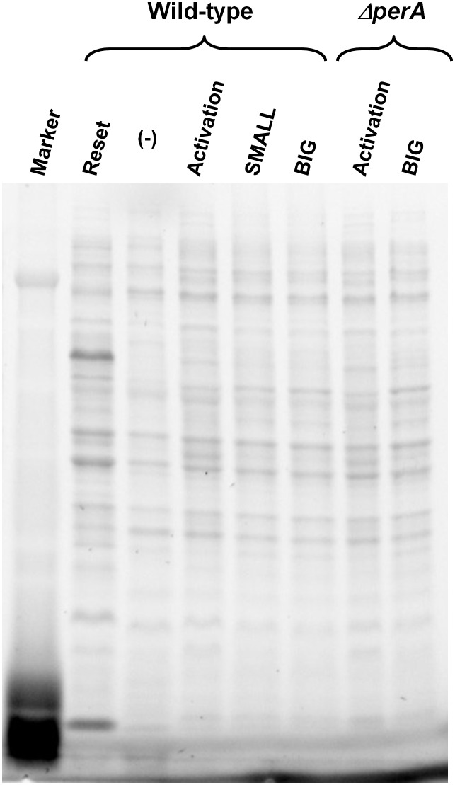 Figure 8—figure supplement 1.