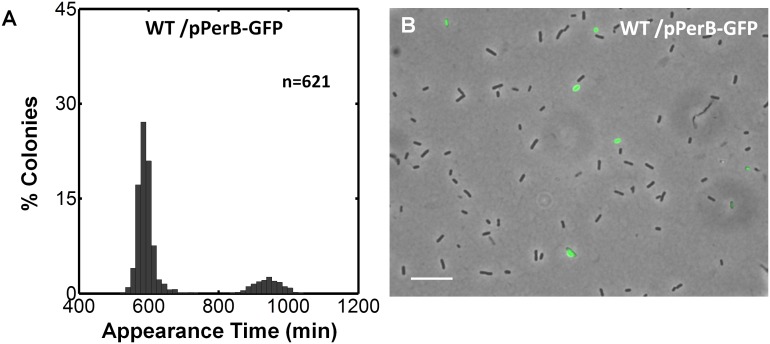 Figure 5—figure supplement 1.