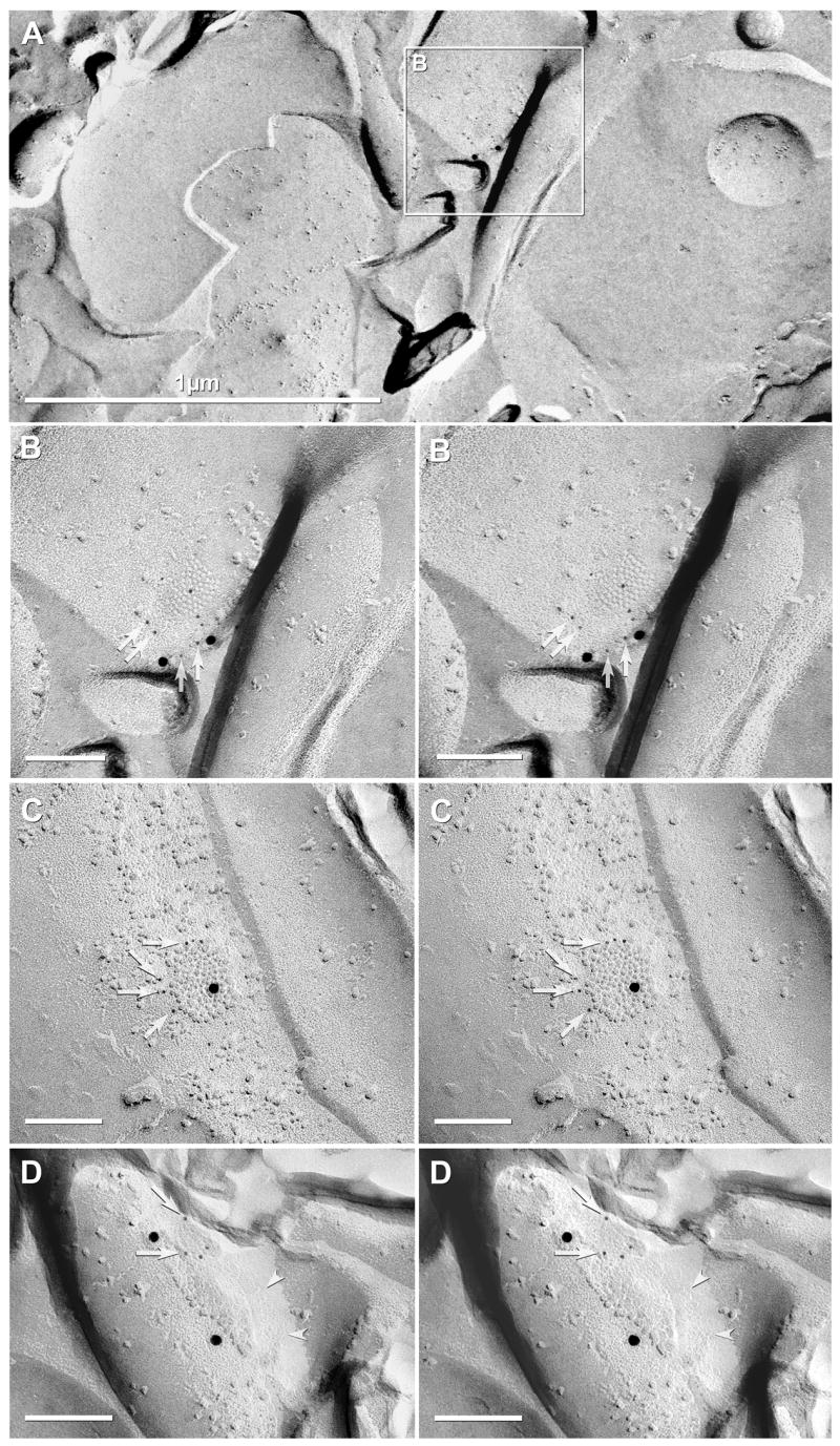 Fig. 5