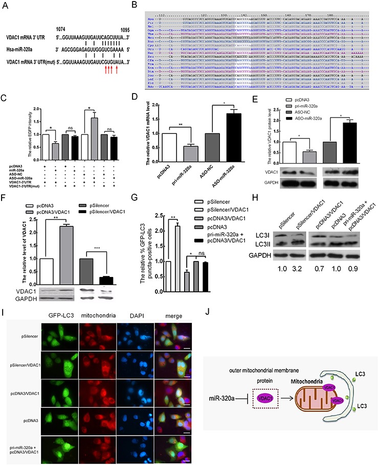 Creb Driven Expression Of Mir A Promotes Mitophagy By Down