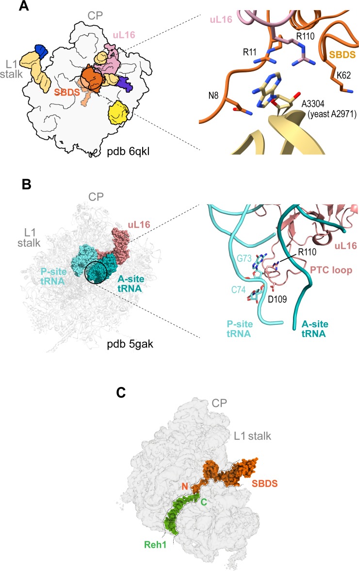 Figure 6—figure supplement 3.