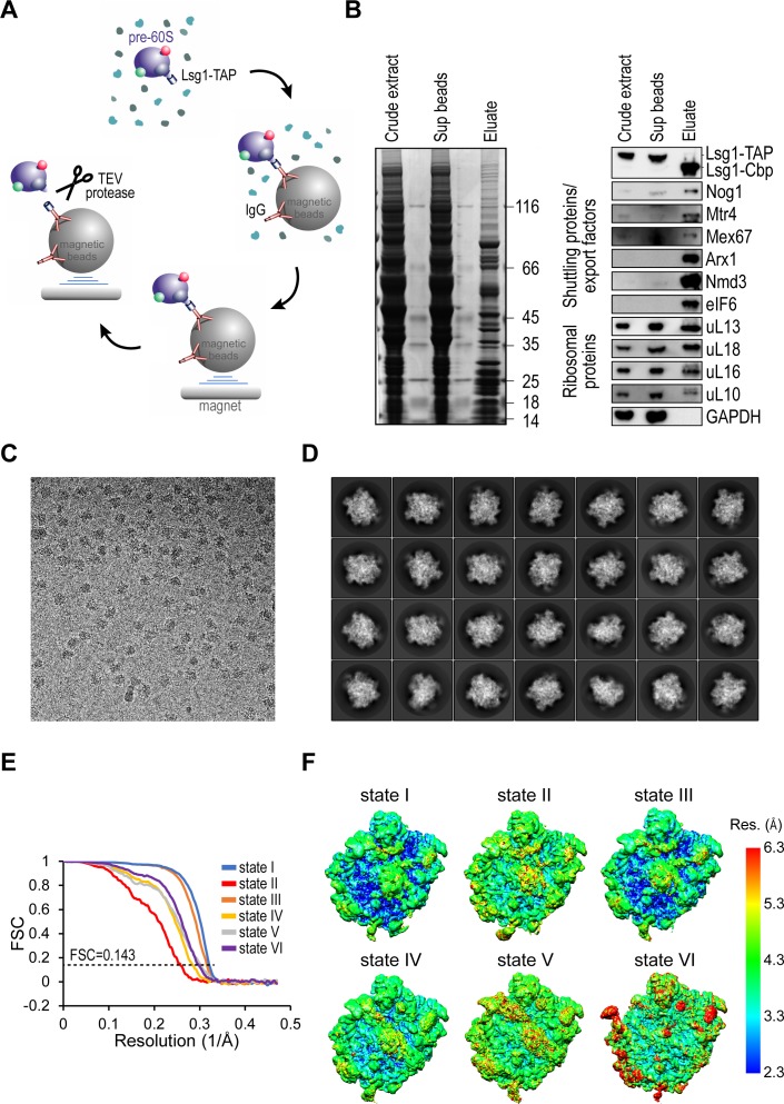 Figure 1—figure supplement 1.