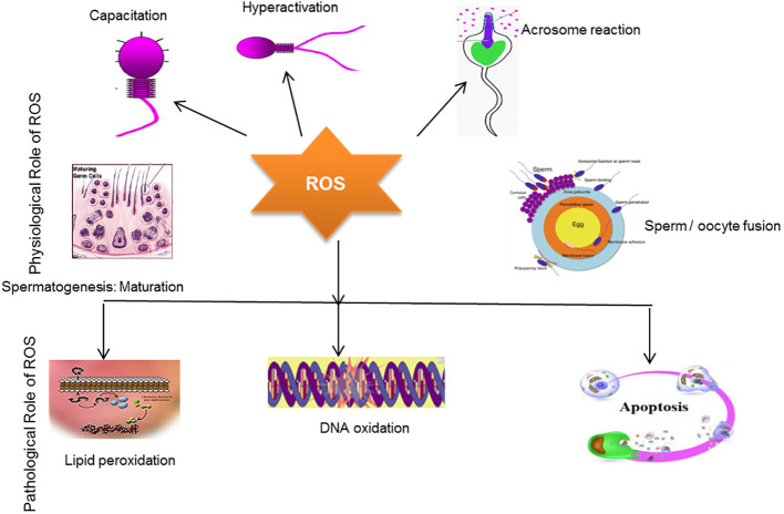 Figure 3