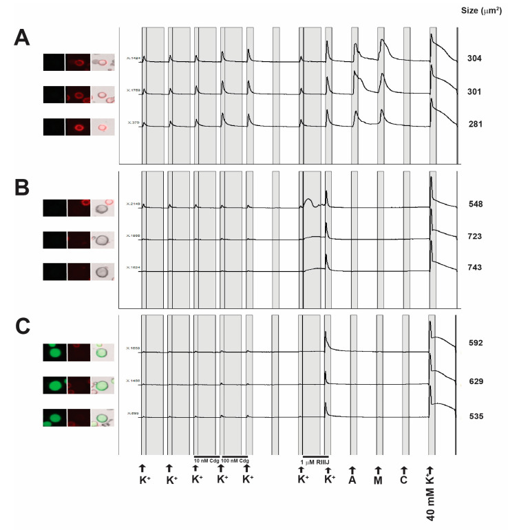 Figure 7