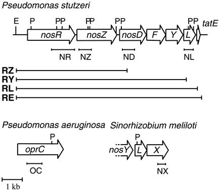 FIG. 1.