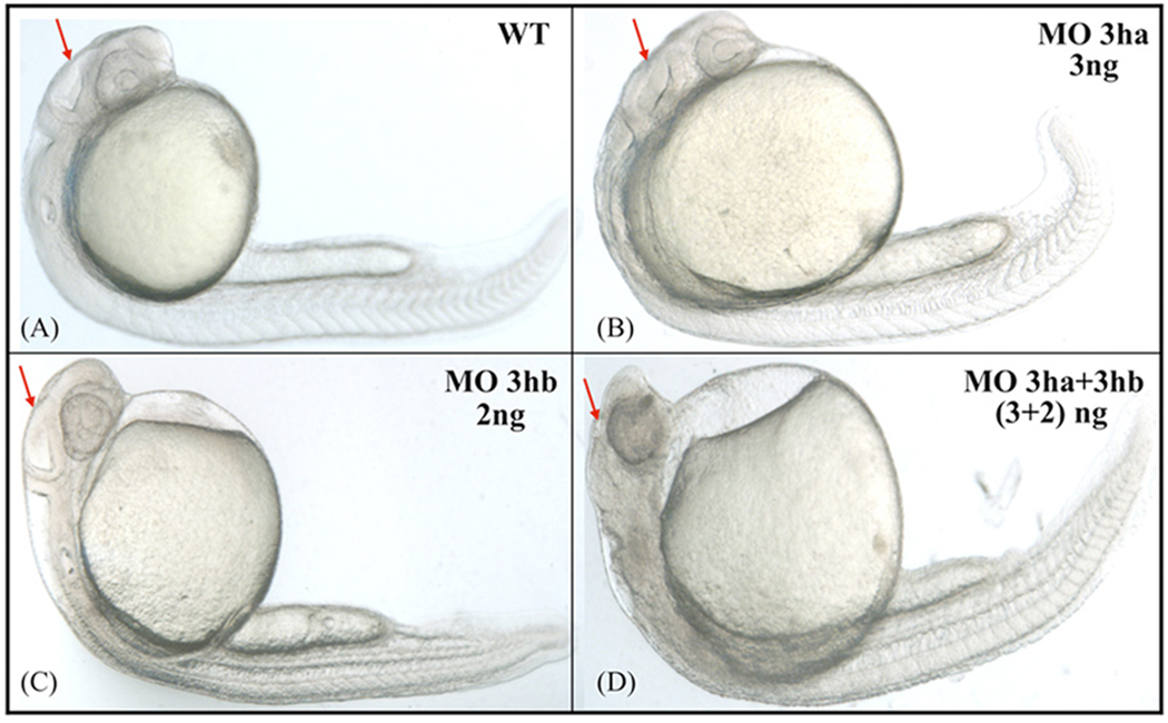 FIG. 6