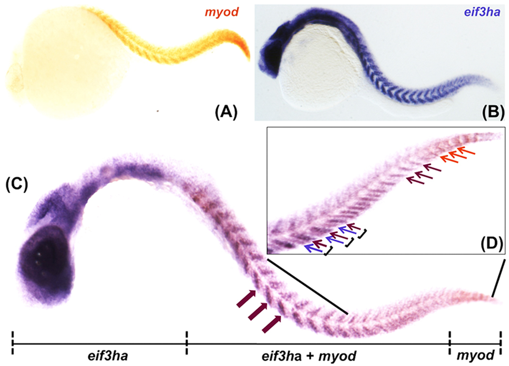 FIG. 7