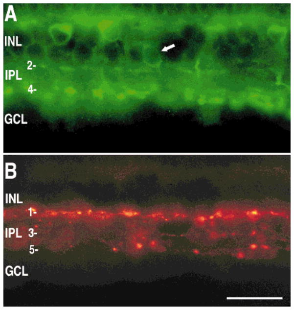 Fig. 9