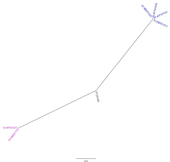 Radial phylogenetic tree of the 6 outbreak isolates with S. Enteritidis P125109 as reference. Isolates of the outbreak in Flanders are represented by a blue colour, those of the Walloon outbreak by a purple colour.