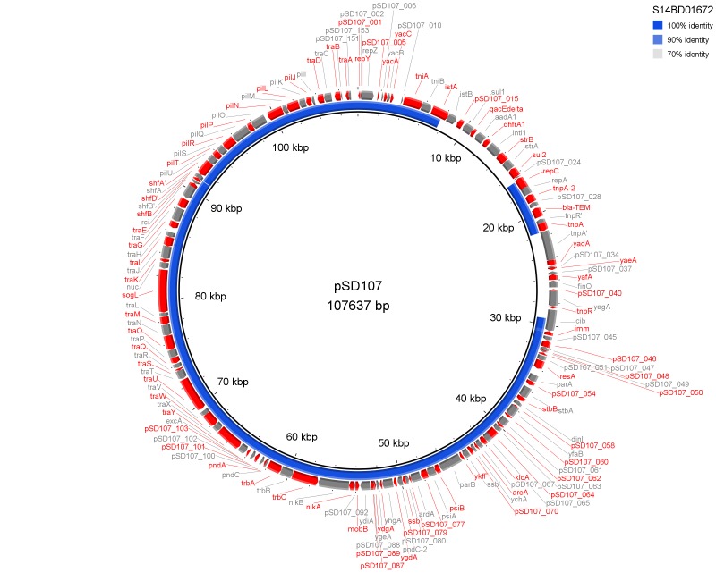 The de novo assembly of S. Enteritidis P125109 unmapped reads of outbreak isolate S14BD01672 is shown as a concentric ring with plasmid pSD107 as reference on the inner black circle. Absence of colour in the ring indicates absence of the region.