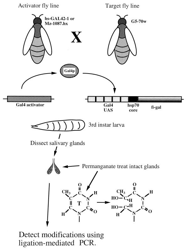 FIG. 1