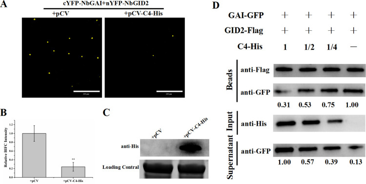 Fig 5