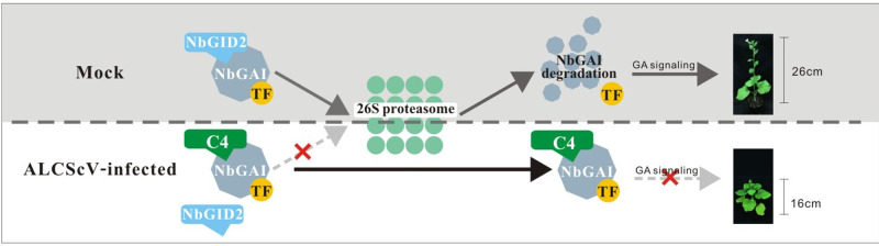 Fig 11