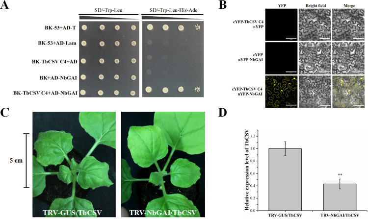 Fig 10