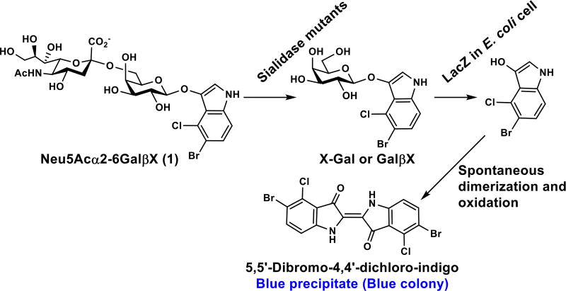 Scheme 1