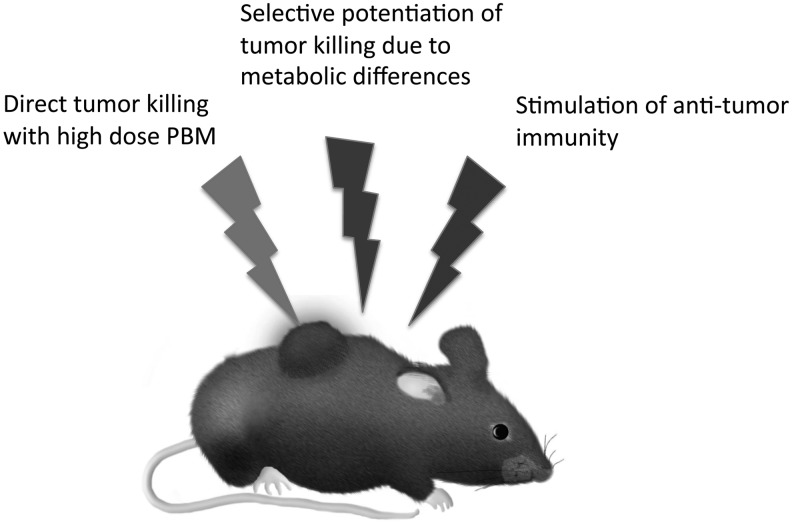 FIG. 2.