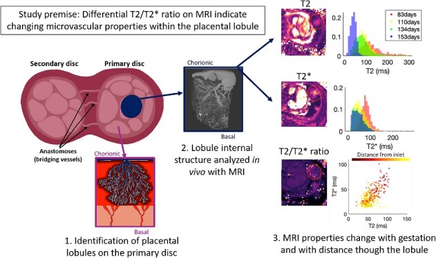 Graphical Abstract