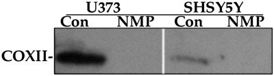 Fig 1.