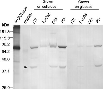 FIG. 7.