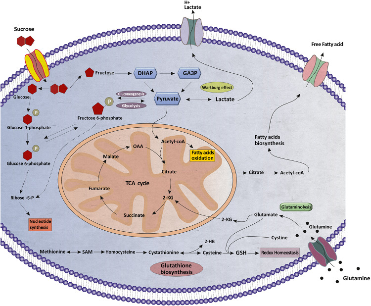 FIGURE 6