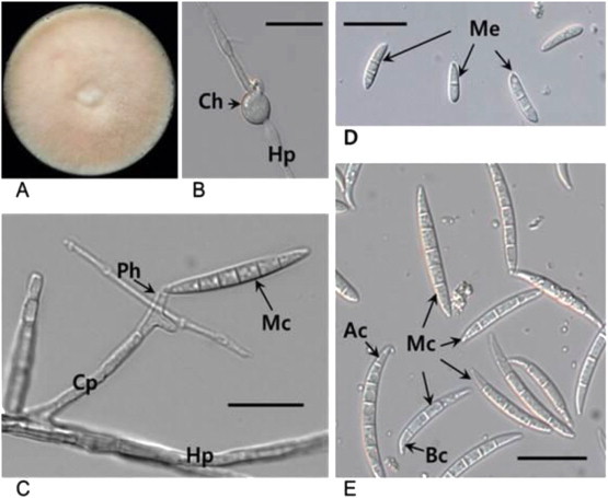 Fig. 1