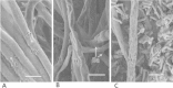 Fig. 10
