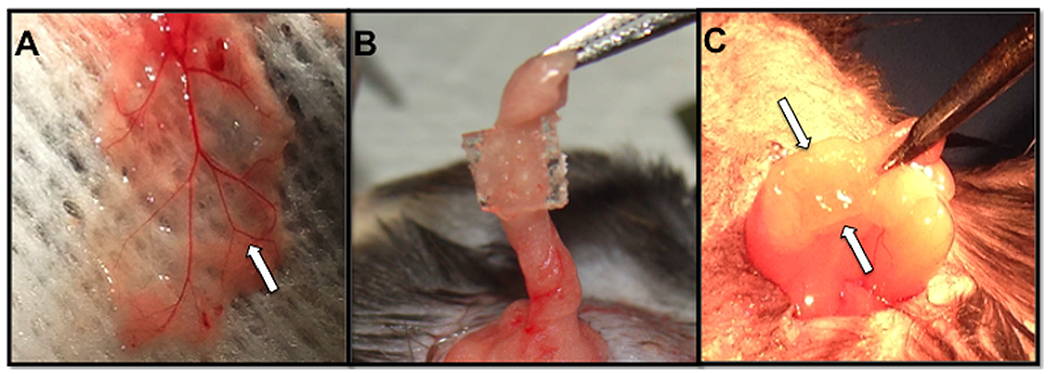 Figure 3.