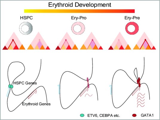 Graphical Abstract