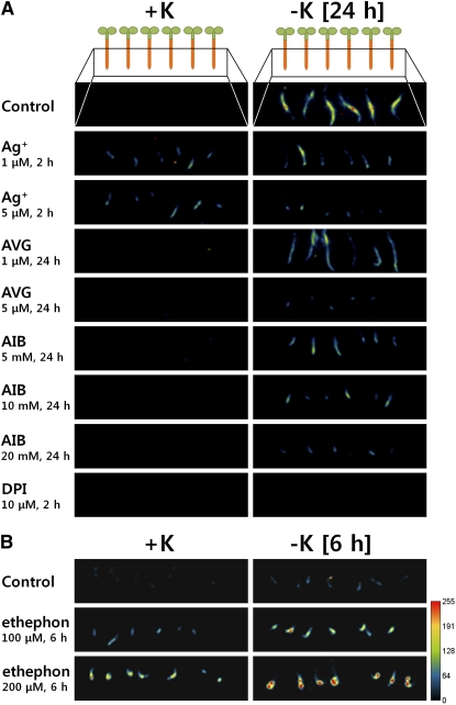 Figure 7.