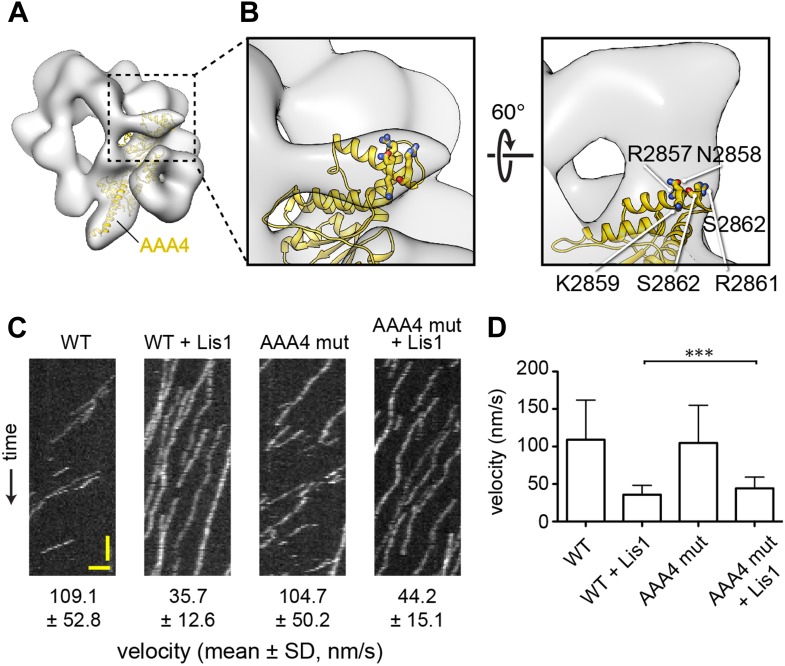 Figure 1—figure supplement 2.