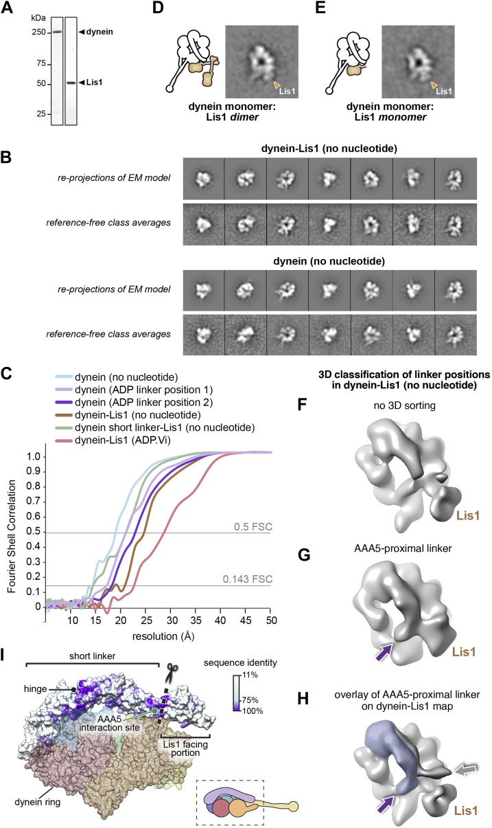 Figure 1—figure supplement 1.