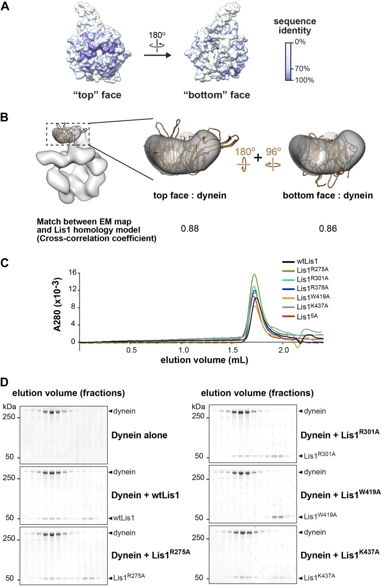 Figure 2—figure supplement 1.