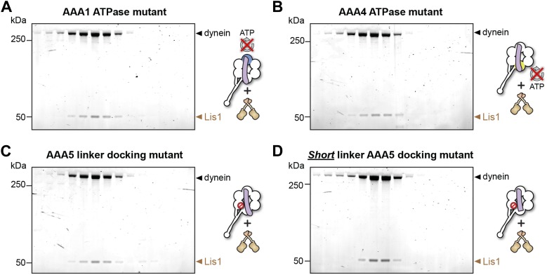 Figure 4—figure supplement 1.