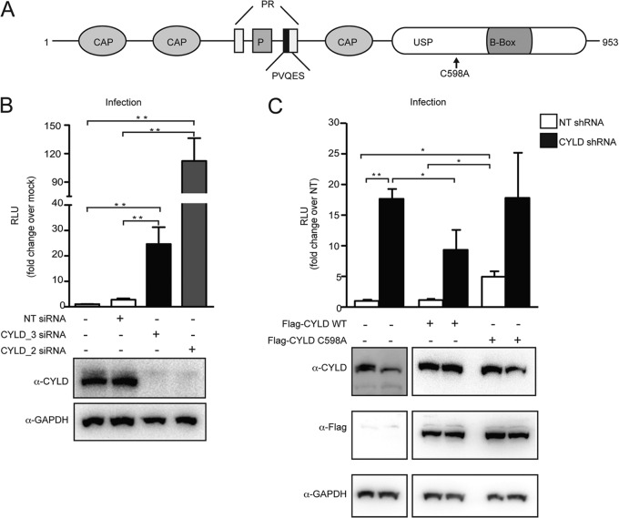 FIG 1