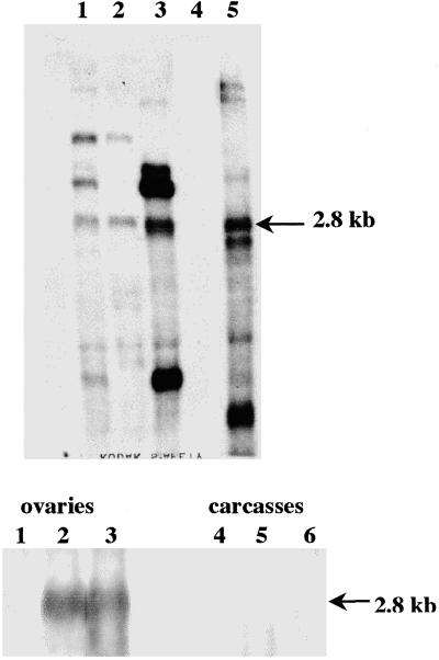 Fig 4.