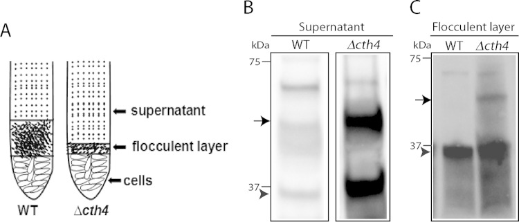 FIG 8