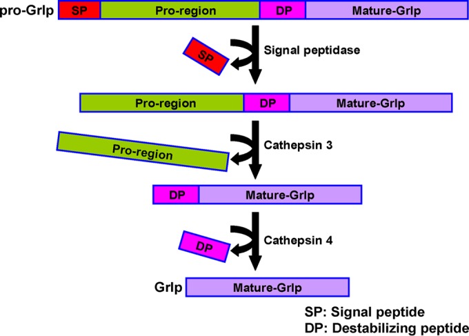 FIG 11