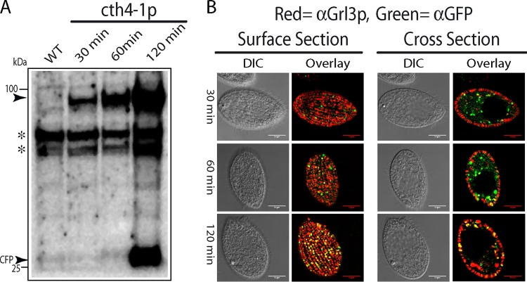 FIG 2