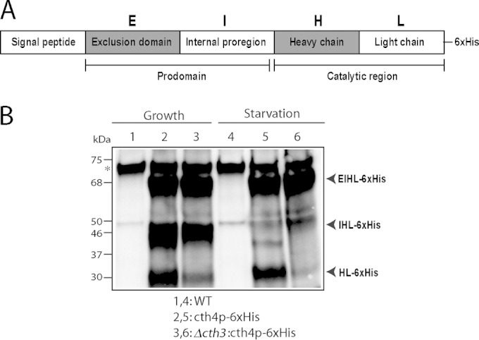 FIG 12