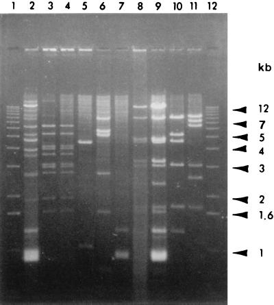 FIG. 6