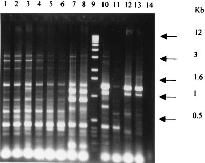 FIG. 1