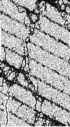 graphic file with name 41598_2024_60981_Figg_HTML.gif