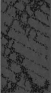 graphic file with name 41598_2024_60981_Figk_HTML.gif